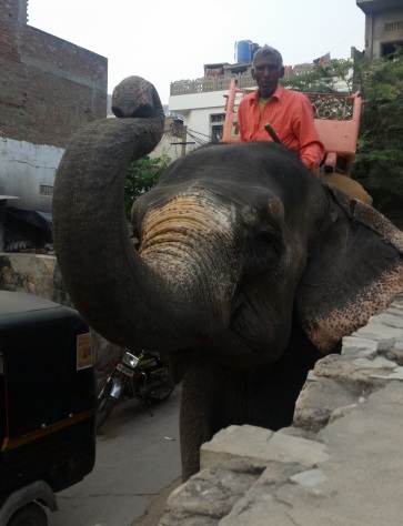 Elephant ride in Jaipur.jpg